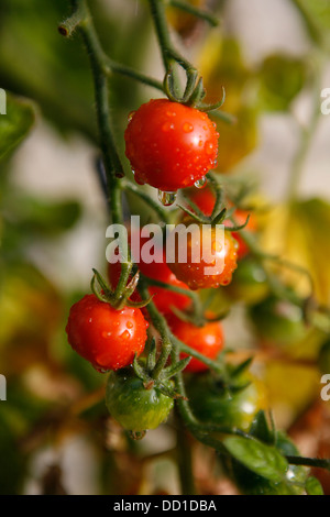 Le mûrissement des tomates sur la vigne avec la rosée du matin les gouttes d'eau sur le fruit. Banque D'Images