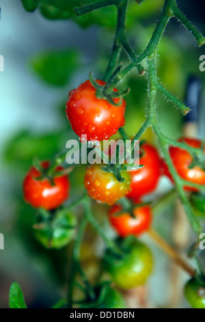 Le mûrissement des tomates sur la vigne avec la rosée du matin les gouttes d'eau sur le fruit. Banque D'Images