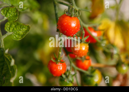 Le mûrissement des tomates sur la vigne avec la rosée du matin les gouttes d'eau sur le fruit. Banque D'Images