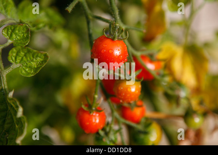 Le mûrissement des tomates sur la vigne avec la rosée du matin les gouttes d'eau sur le fruit. Banque D'Images