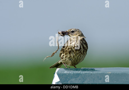 Pipit Anthus spinoletta rock avec les aliments mer du Nord Northumberland Banque D'Images