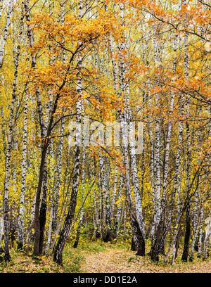 Birchwood. La vue panoramique de bouleaux et de chênes et un sentier couvert de feuilles. Banque D'Images