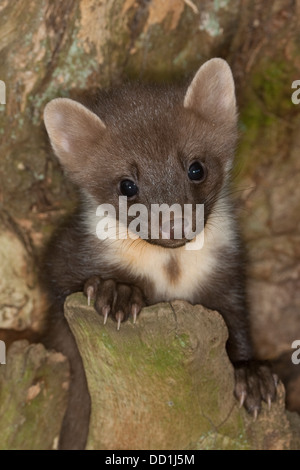 La Martre D Europe Bebe Baummarder Tierbaby Baum Marder Edelmarder Edel Marder Marder Martes Martes Martre Des Pins Photo Stock Alamy