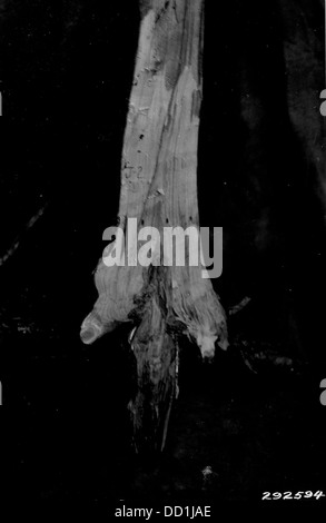 Cette photographie montre les effets de la pourriture racinaire Armillaria sur les jeunes pins gris, illustrant une maladie fongique commune qui a un impact sur la santé des arbres et la gestion forestière. Banque D'Images