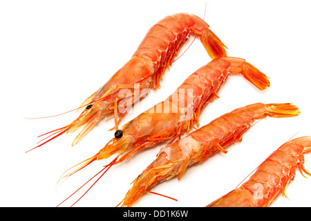 Crevettes crues sur un fond blanc Banque D'Images