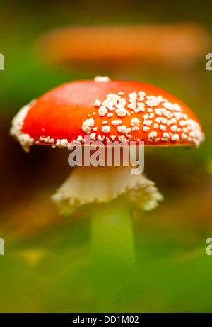 Agaric Fly, Amanita muscaria, UK Banque D'Images