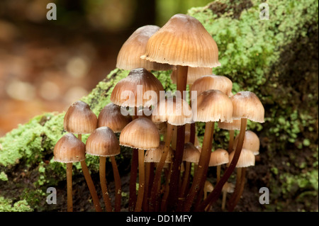 Cap d'encre luisante, Coprinus micaceus, UK Banque D'Images