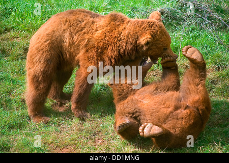 Ours brun (Ursus arctos). petits jouant Banque D'Images