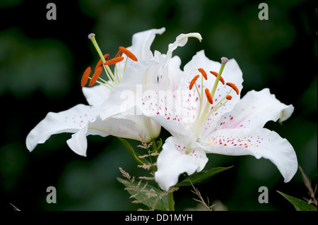 Lys Blanc Fleur, Lilium, Jardin Kent UK Banque D'Images