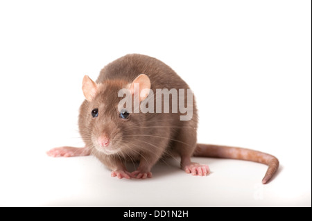 Rat surmulot, Rattus norvegicus, Kent UK Banque D'Images