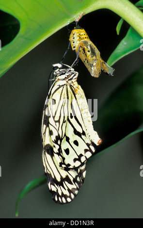 Nymphe des arbres, Papillon Idée leuconoe, Asie, séquence d'incubation Banque D'Images