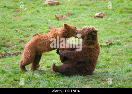 Ours brun (Ursus arctos). petits jouant Banque D'Images