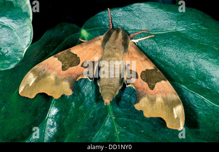 Hawk Moth Lime, Mimas tiliae, UK Banque D'Images