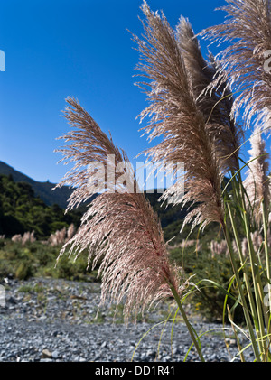 Dh - AUSTRODERIA FLORA New Zealand Toi toi les chefs de direction générale de l'herbe les graminées Banque D'Images