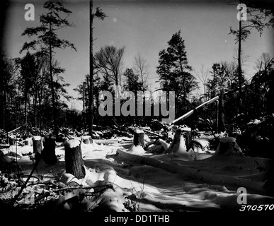 Cette image montre une superficie nette de terres forestières, coupée par Goodman, reflétant les pratiques de déforestation et les efforts de gestion des terres en foresterie. Banque D'Images