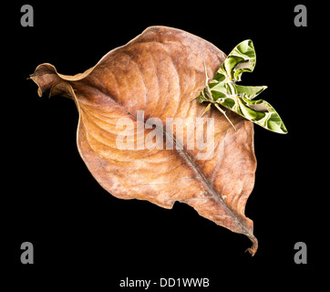 Oleander Hawk-moth est sur feuille sèche Banque D'Images