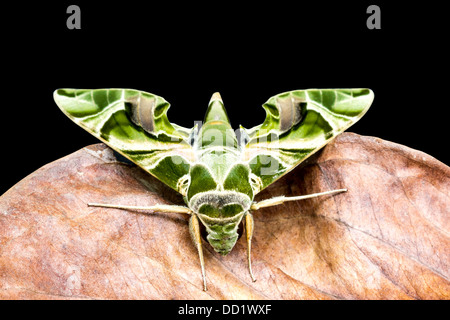 Oleander Hawk-moth est sur feuille sèche Banque D'Images