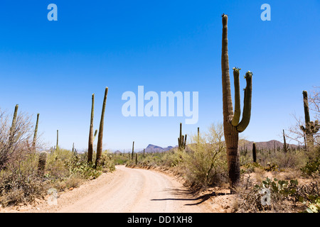 Route à travers Saguaro National Park West, Tucson, Arizona, USA Banque D'Images
