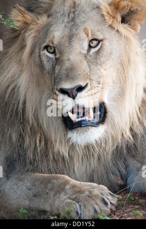 Panthero Lion (Leo), Madikwe Game Reserve, Afrique du Sud Banque D'Images