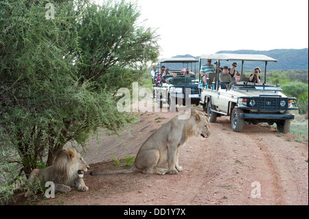 Les touristes dans un véhicule de safari regarder des lions (Panthero leo), Madikwe Game Reserve, Afrique du Sud Banque D'Images