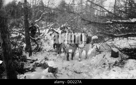 Cette photographie montre la pratique du débardage des chevaux, où les chevaux étaient utilisés pour tirer de lourdes bûches à travers le sol, souvent dans des opérations forestières. Cette méthode était courante avant que l'équipement mécanisé ne prenne le relais. Banque D'Images