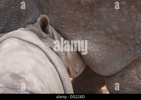 Les Indiens asiatiques ou rhinocéros à une corne ( Rhinoceros unicornis). Veau de lait ou les jeunes de la mère. Banque D'Images
