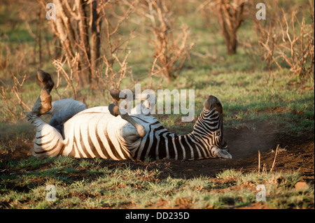 Le zèbre de Burchell roulant dans la poussière (Equus burchellii), Madikwe Game Reserve, Afrique du Sud Banque D'Images