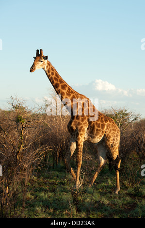 Le sud de Girafe (Giraffa camelopardalis giraffa), Madikwe Game Reserve, Afrique du Sud Banque D'Images