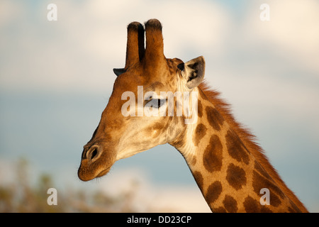Le sud de Girafe (Giraffa camelopardalis giraffa), Madikwe Game Reserve, Afrique du Sud Banque D'Images