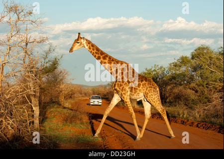 Le sud du passage de girafe, un chemin de terre (Giraffa camelopardalis giraffa), Madikwe Game Reserve, Afrique du Sud Banque D'Images