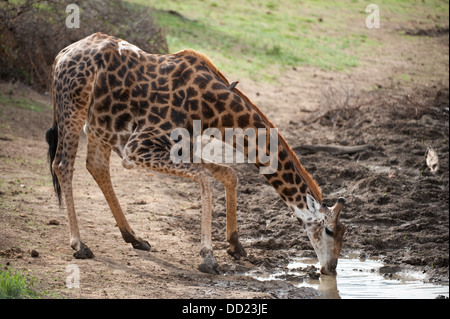 Le sud de Girafe (Giraffa camelopardalis giraffa potable), Madikwe Game Reserve, Afrique du Sud Banque D'Images