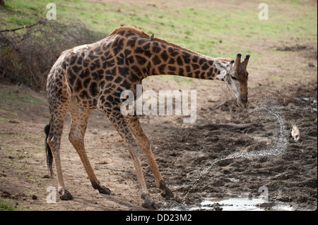 Le sud de Girafe (Giraffa camelopardalis giraffa potable), Madikwe Game Reserve, Afrique du Sud Banque D'Images