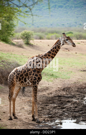 Le sud de Girafe (Giraffa camelopardalis giraffa potable), Madikwe Game Reserve, Afrique du Sud Banque D'Images