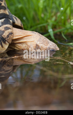 Tortue léopard (Geochelone pardalis). Boire, tête presque totalement immergé. Banque D'Images