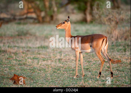 Impala (Aepyceros melampus), Madikwe Game Reserve, Afrique du Sud Banque D'Images