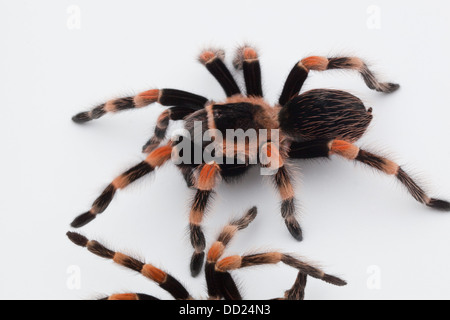 Genou-Rouge mexicaine Tarentule Brachypelma smithi (araignée). Araignée vivant au-dessus, la peau de muer, exo-squelette de surface d'image ci-dessous. Banque D'Images