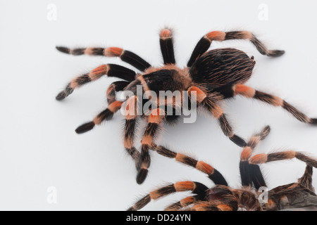 Genou-Rouge mexicaine Tarentule Brachypelma smithi (araignée). Shed, mués peau ou exo-squelette ci-dessous, vivant au-dessus de l'araignée. Banque D'Images