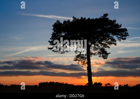 Paysage du soir à quatre comtés Dial, la Forêt d'Ashdown, Sussex, montrant un pin sylvestre de Lone Tree silhouette sur le coucher du soleil Banque D'Images