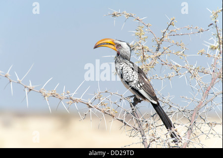 Calao à bec jaune (Tockus flavirostris) manger des fruits d'un bush luxuriant, région de Kunene, Namibie Banque D'Images