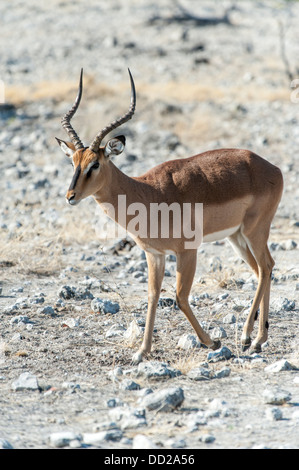 Impala à face noire, homme, (Aepyceros melampus petersi), Etosha Nationalpark, Namibie Banque D'Images