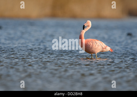 Flamingo chilien Banque D'Images