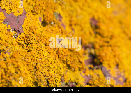 Lichen jaune poussant sur un rocher Banque D'Images