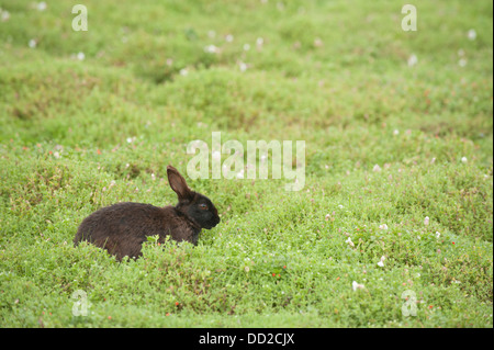 Lapin Noir sauvage, Oryctolagus cuniculus, Skokholm Island, South Pembrokeshire, Pays de Galles, Royaume-Uni Banque D'Images