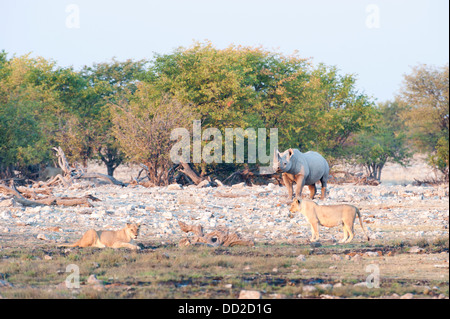 Le rhinocéros noir (Diceros bicornis) et deux d'une lionne (Panthera leo), point d'eau dans le Parc National Etosha Rietfontein, Namibie Banque D'Images