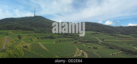 Vignobles dans la Forêt-Noire Kaiserstuhl Banque D'Images