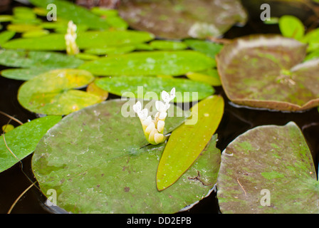 Les feuilles de nénuphar à flot sur l'étang de koi Gardens, Spokane, Washington State, USA. Banque D'Images