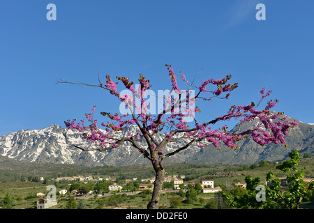 Arbre en fleur avec le Massif Central montagnes en arrière-plan, Calacuccia, vallée du Niolo, Corse, France Banque D'Images