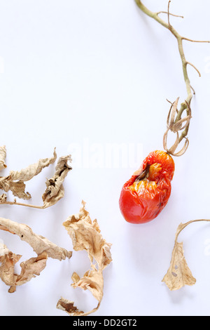 Tomate cerise séchée sur un fond blanc Banque D'Images