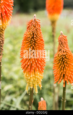 Fleurs orange vif des red hot poker fleur, Kniphofia 'Prince Igor" Banque D'Images