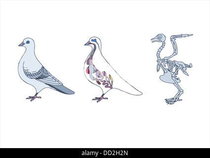 Zoologie, l'anatomie de l'oiseau, cross-section et le squelette Banque D'Images